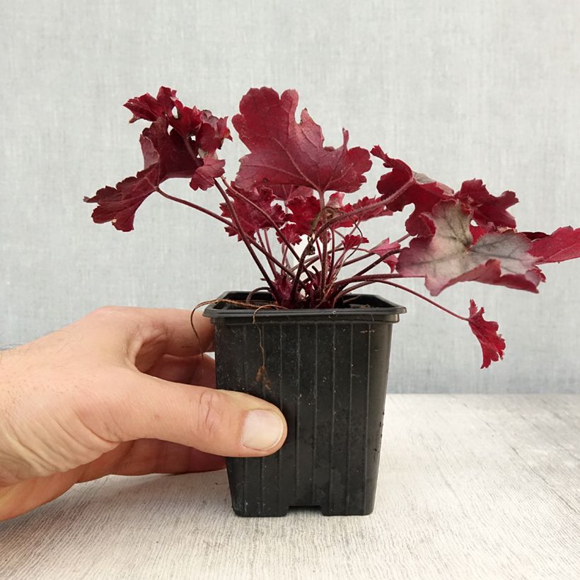 Esimerkki syksyllä toimitetusta Heuchère - Heuchera Little Cuties Sugar Berry Godet de 8/9 cm-taimesta