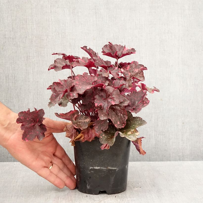 Esimerkki syksyllä toimitetusta Tarhakeijunkukka Midnight Rose 1,5 litran / 2 litran kannu-taimesta