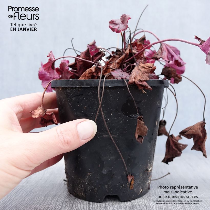Esimerkki talvella toimitetusta Heuchère - Heuchera Midnight Rose Pot de 1,5L/2L-taimesta