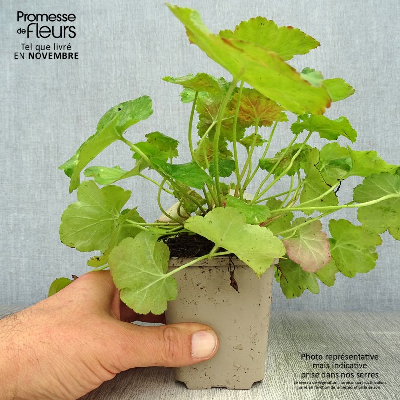 Esimerkki syksyllä toimitetusta Tarhakeijunkukka Miracle 8/9 cm taimiruukku-taimesta
