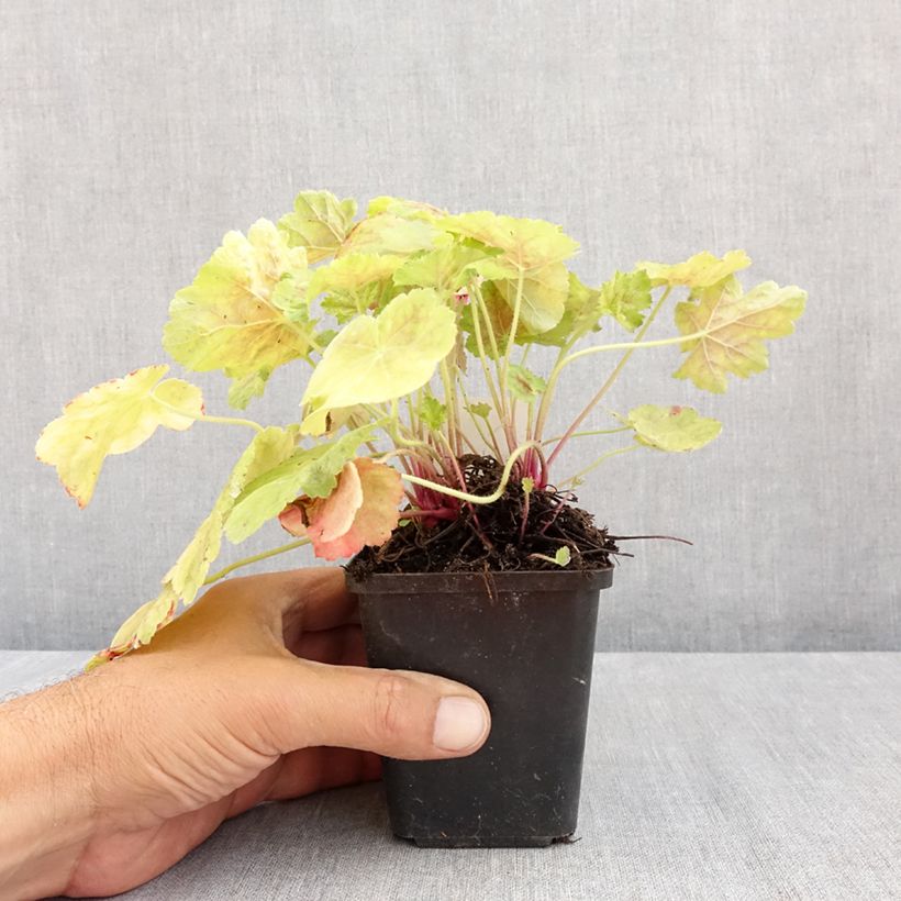 Esimerkki kesällä toimitetusta Tarhakeijunkukka Miracle Taimiruukku 8/9 cm-taimesta