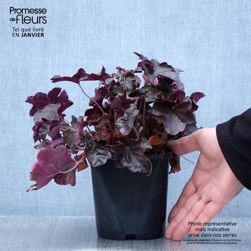 Esimerkki talvella toimitetusta Heuchère - Heuchera Obsidian Pot de 1,5L/2L-taimesta