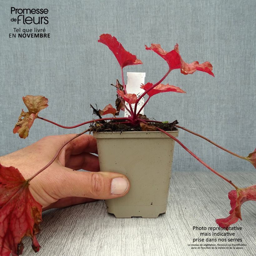 Esimerkki syksyllä toimitetusta Tarhakeijunkukka Paprika 8/9 cm taimiruukku-taimesta
