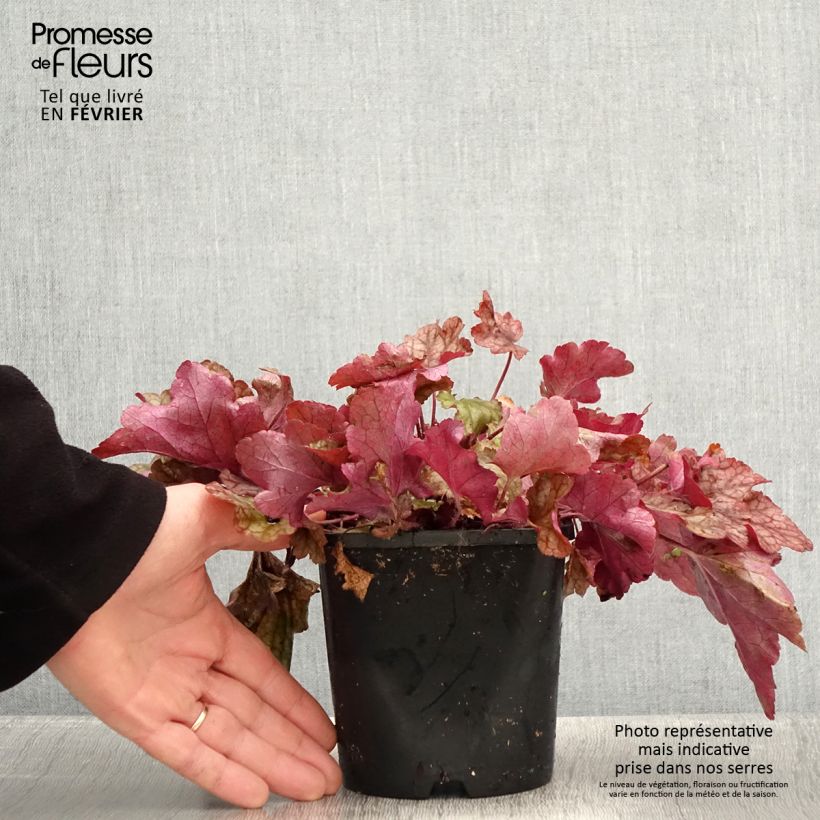 Esimerkki talvella toimitetusta Heuchère - Heuchera Peach flambé Pot de 1,5L/2L-taimesta