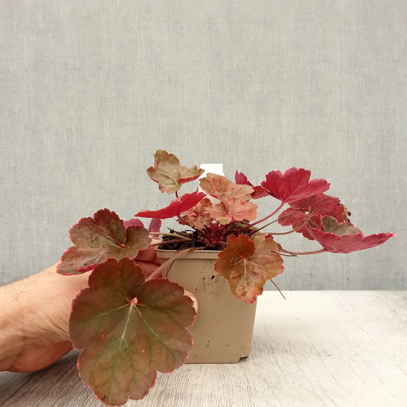Esimerkki syksyllä toimitetusta Tarhakeijunkukka Pink Pearls 8/9 cm taimiruukku-taimesta