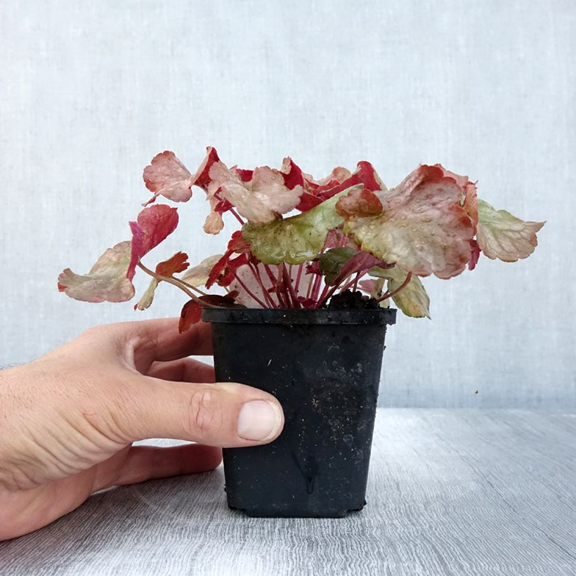 Esimerkki syksyllä toimitetusta Tarhakeijunkukka Pinot Gris 8/9 cm taimiruukku-taimesta