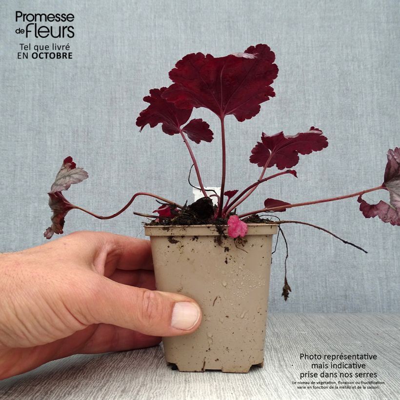 Esimerkki syksyllä toimitetusta Tarhakeijunkukka Plum Royale 8/9 cm taimiruukku-taimesta