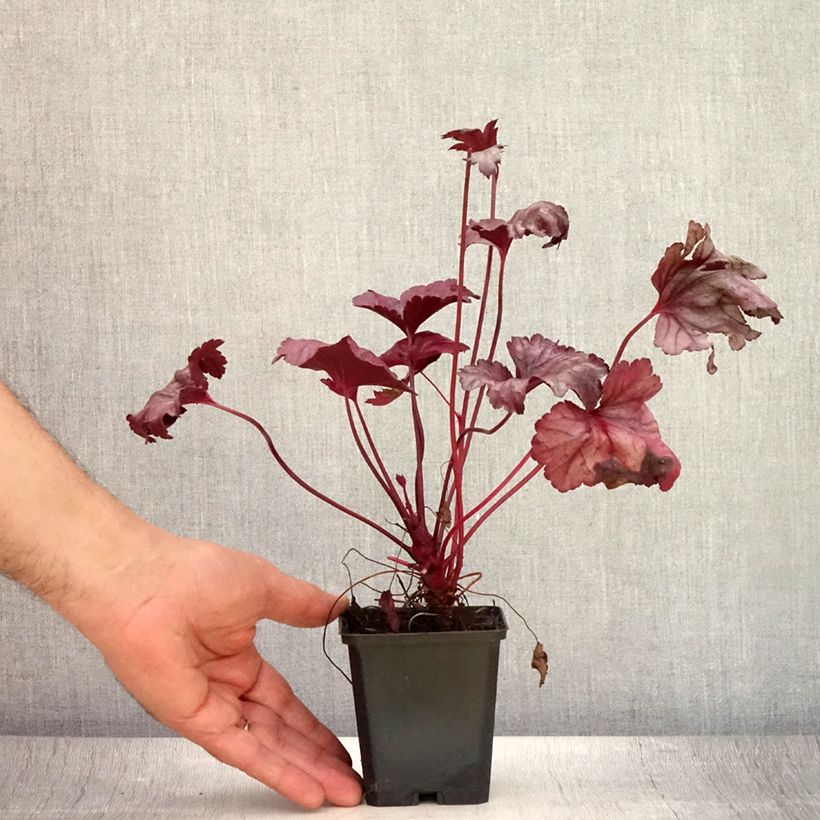 Esimerkki kesällä toimitetusta Tarhakeijunkukka Plum Royale Godet de 8/9 cm-taimesta