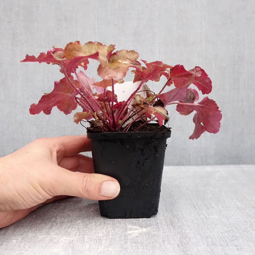 Esimerkki syksyllä toimitetusta Tarhakeijunkukka Red Sea 8/9 cm taimiruukku-taimesta