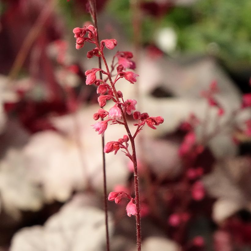 Tarhakeijunkukka Silver Gumdrop (Kukinta)