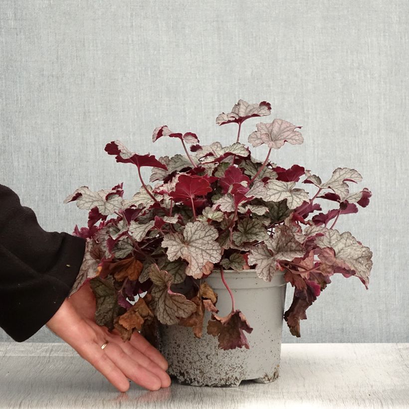 Esimerkki syksyllä toimitetusta Heuchère - Heuchera Silver Scrolls Pot de 2L/3L-taimesta