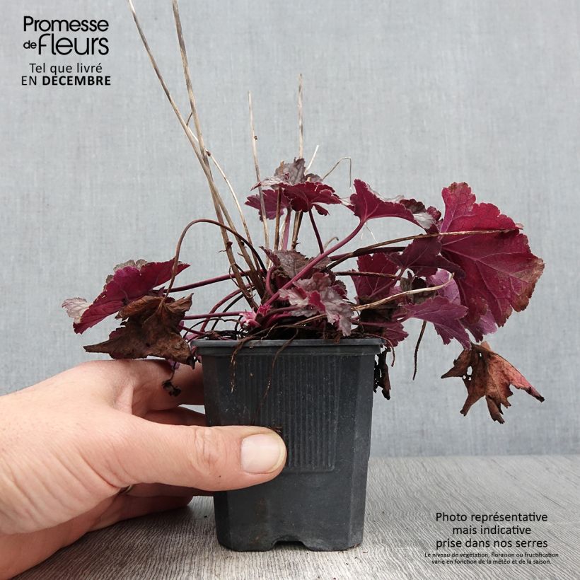 Esimerkki syksyllä toimitetusta Heuchère - Heuchera Spellbound Godet de 8/9 cm-taimesta