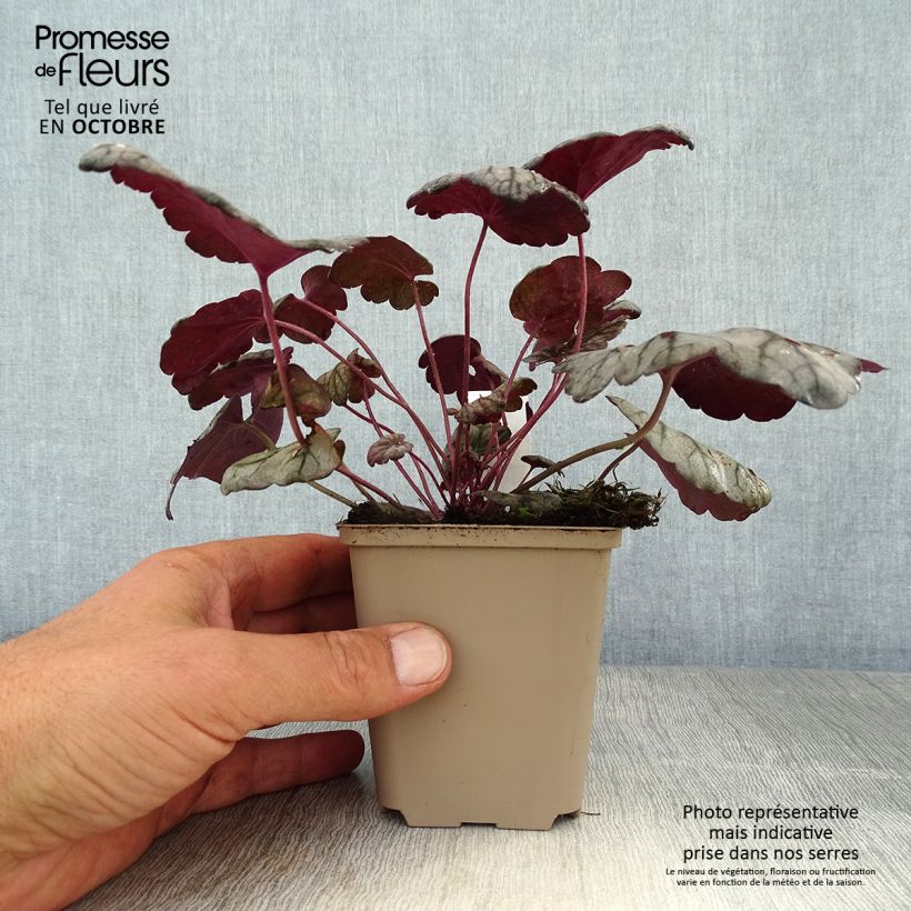 Esimerkki syksyllä toimitetusta Tarhakeijunkukka Sugar Plum 8/9 cm taimiruukku-taimesta