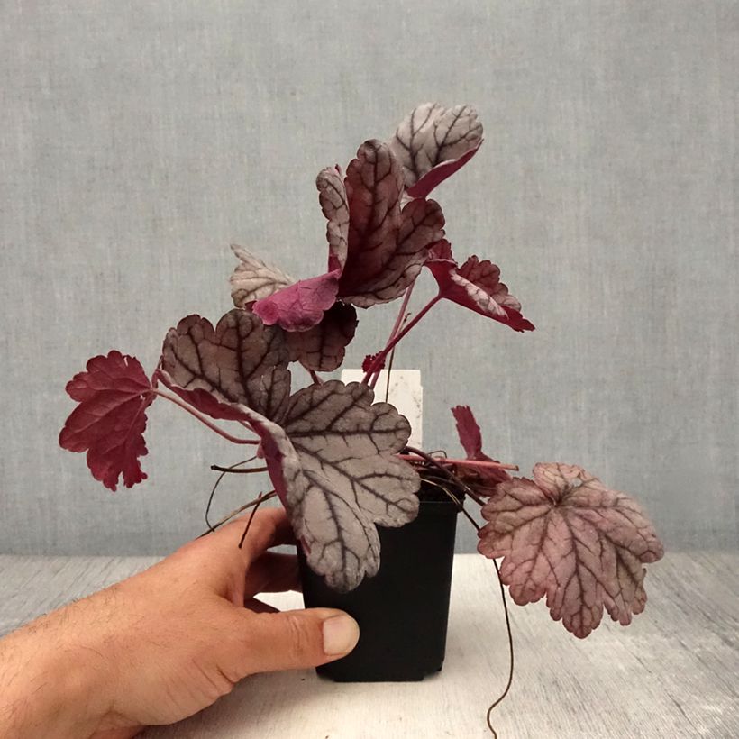 Esimerkki kesällä toimitetusta Tarhakeijunkukka Sugar Plum Taimiruukku 8/9 cm-taimesta
