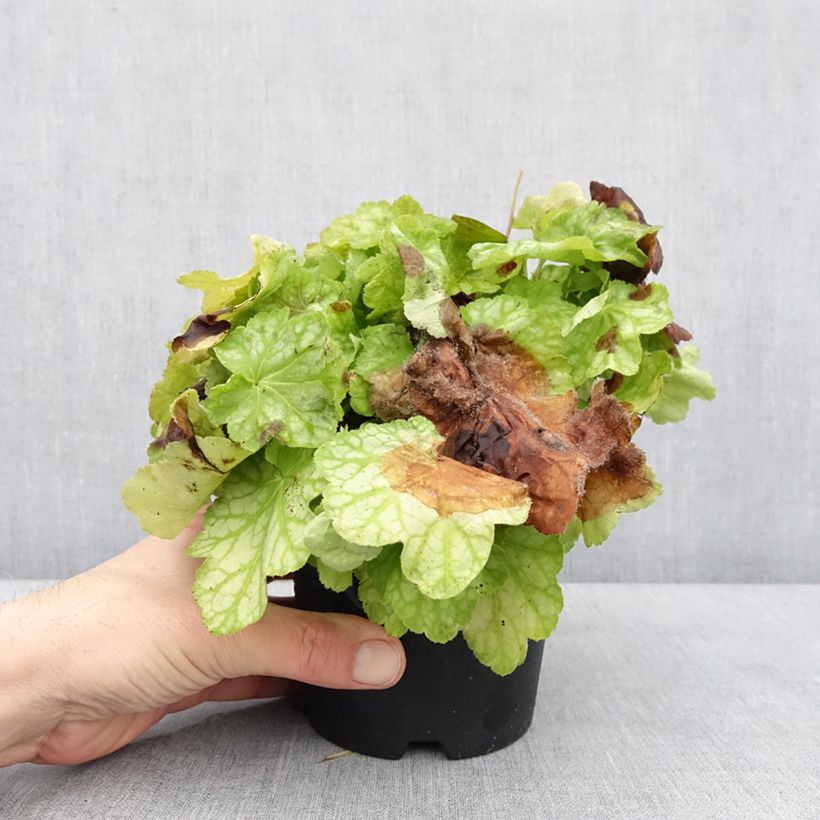 Esimerkki talvella toimitetusta Heuchère - Heuchera Tiramisu Pot de 1,5L/2L-taimesta