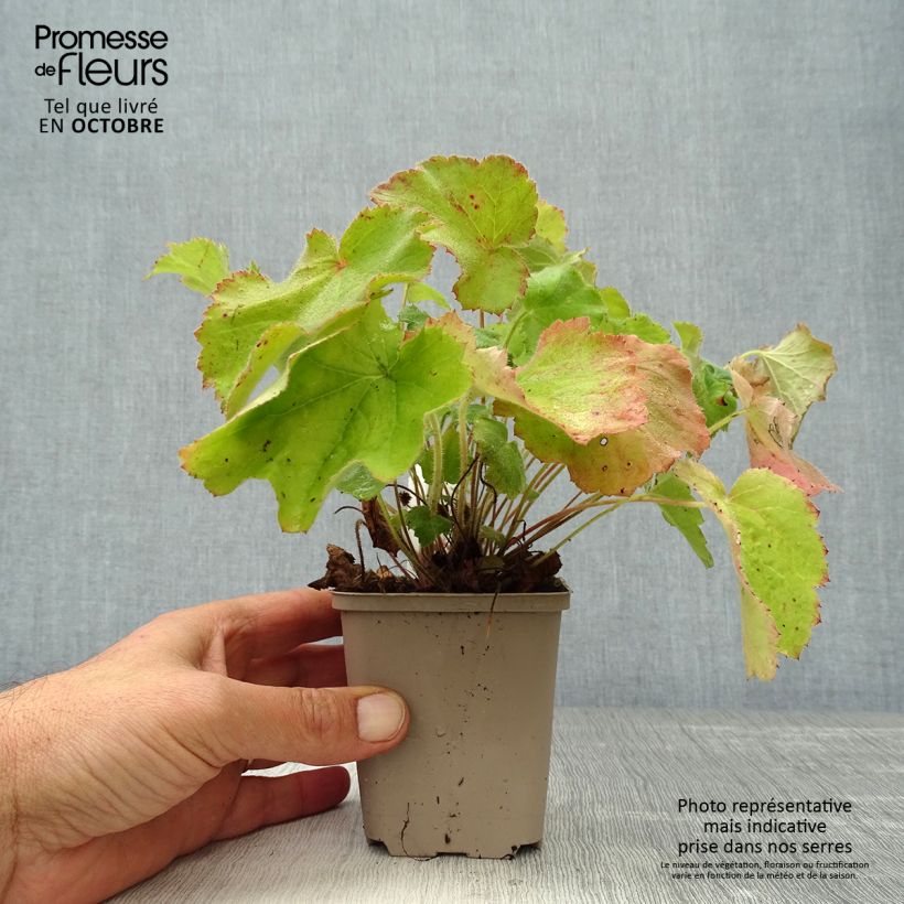 Esimerkki syksyllä toimitetusta Nukkakeijunkukka - Heuchera villosa var macrorrhiza 8/9 cm taimiruukku-taimesta