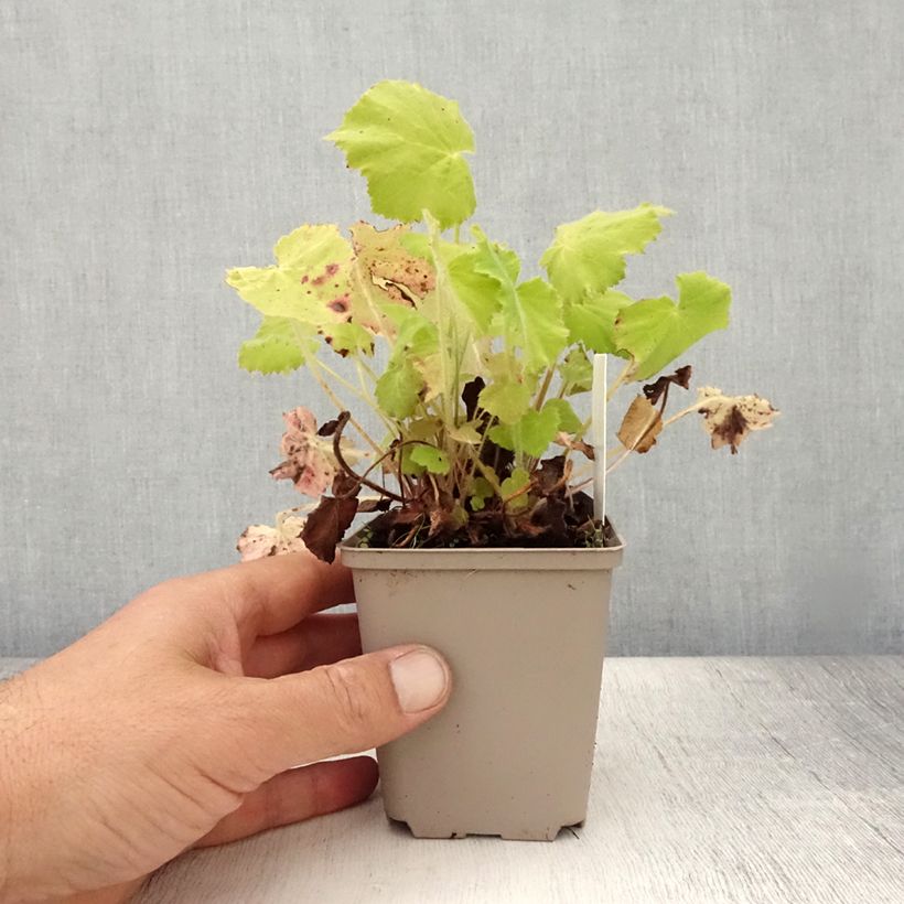 Esimerkki kesällä toimitetusta Nukkakeijunkukka - Heuchera villosa var macrorrhiza Taimiruukku 8/9 cm-taimesta
