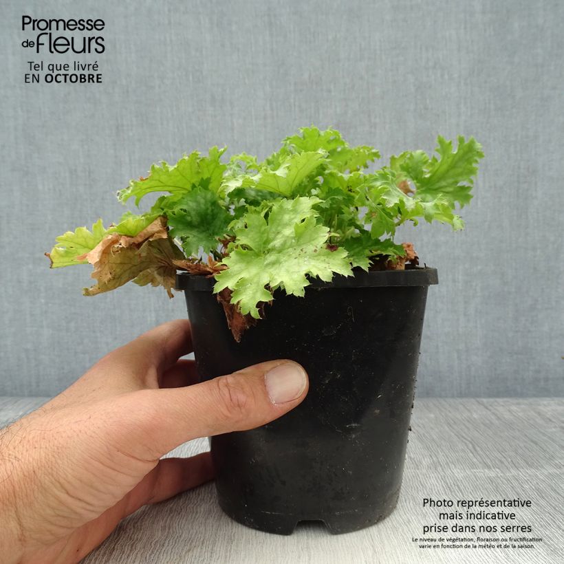 Esimerkki syksyllä toimitetusta Heuchère Pear Crisp Pot de 1,5L/2L-taimesta