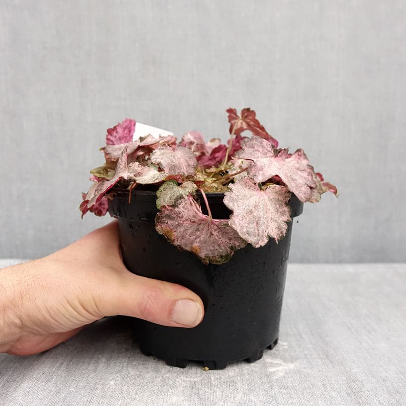 Esimerkki syksyllä toimitetusta Tarhakeijunkukka Pinky Panky 1,5 litran / 2 litran kannu-taimesta