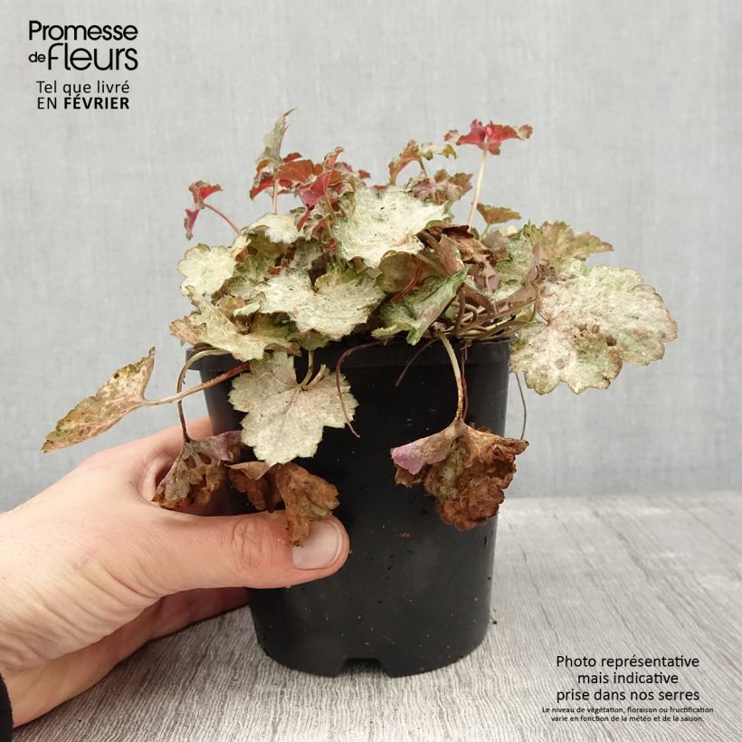 Esimerkki talvella toimitetusta Heuchère - Heuchera Pinky Panky Pot de 1,5L/2L-taimesta