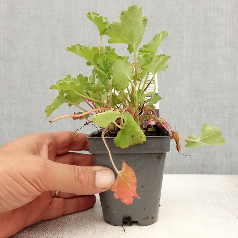 Esimerkki kesällä toimitetusta Tarhakeijunkukka Pluie de Feu Taimiruukku 8/9 cm-taimesta