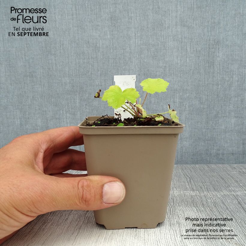 Esimerkki kesällä toimitetusta Tarhakeijunkukka Pretty Pistachio Godet de 8/9 cm-taimesta