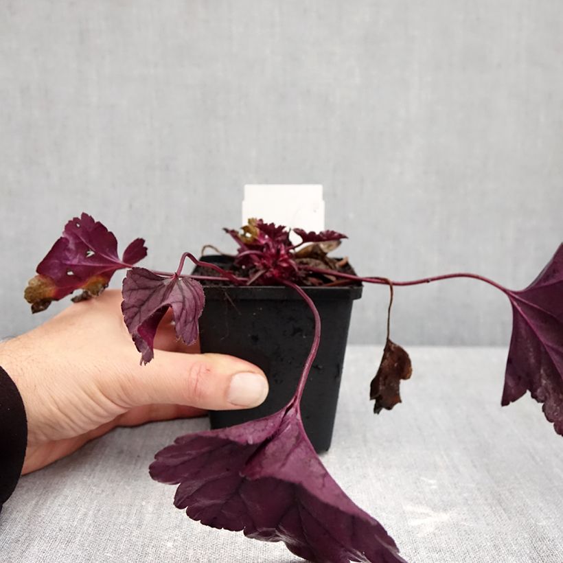 Esimerkki syksyllä toimitetusta Tarhakeijunkukka Dolce Wildberry 8/9 cm taimiruukku-taimesta