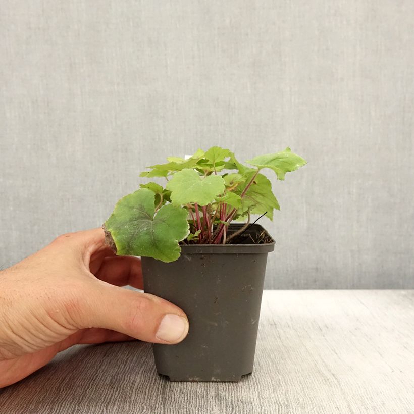 Esimerkki syksyllä toimitetusta Haltiankukka Citrus shock 8/9 cm taimiruukku-taimesta