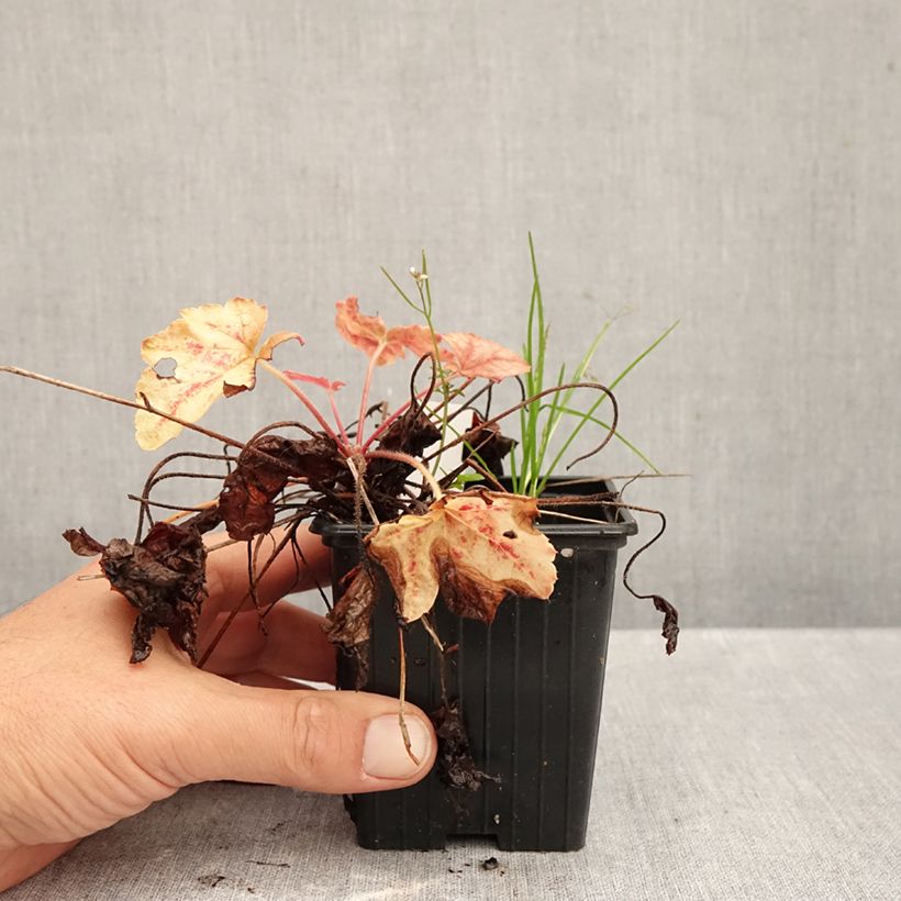 Esimerkki syksyllä toimitetusta Haltiankukka Copper Cascade 8/9 cm taimiruukku-taimesta