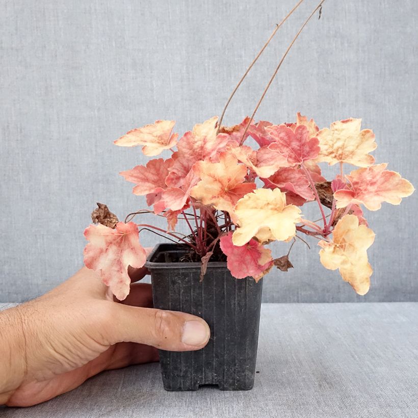 Esimerkki kesällä toimitetusta Haltiankukka Copper Cascade Taimiruukku 8/9 cm-taimesta