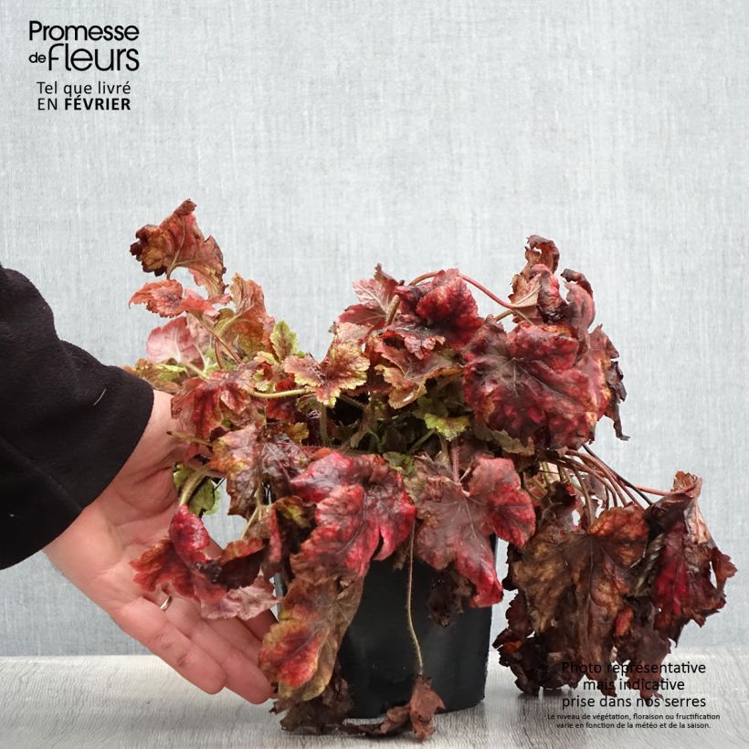 Esimerkki talvella toimitetusta Heucherella Golden Zebra Pot de 1,5L/2L-taimesta