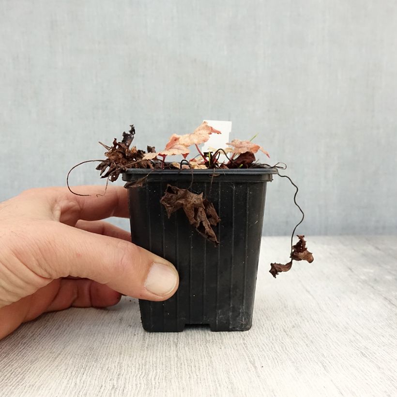 Esimerkki syksyllä toimitetusta Haltiankukka Honey Rose 8/9 cm taimiruukku-taimesta