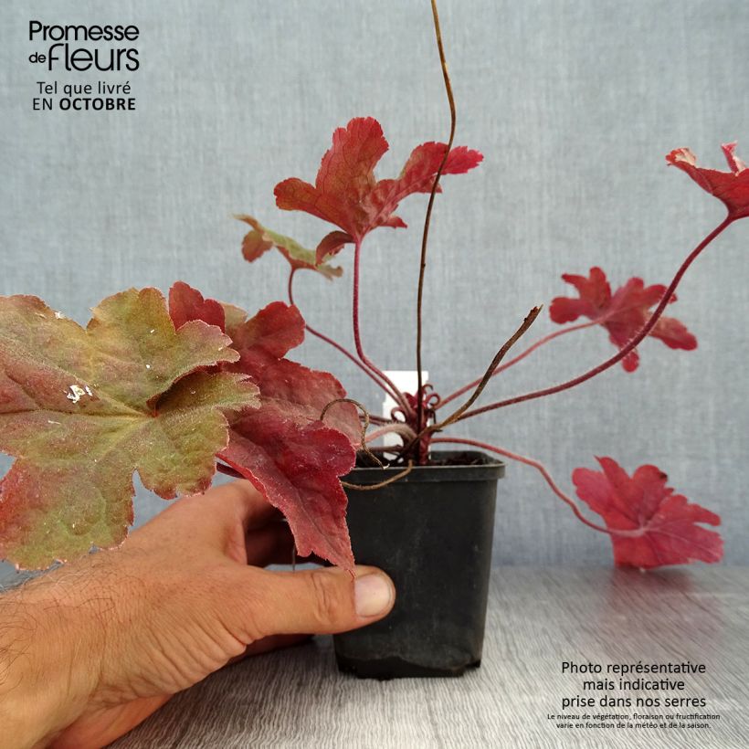 Esimerkki syksyllä toimitetusta Haltiankukka Red Rover 8/9 cm taimiruukku-taimesta
