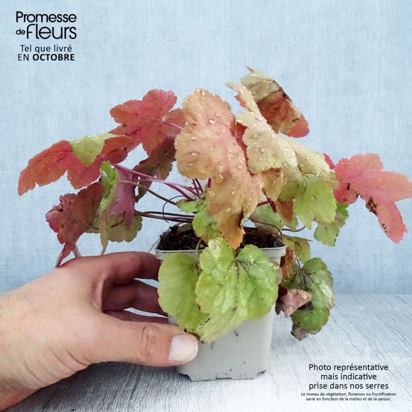 Esimerkki syksyllä toimitetusta Haltiankukka Redstone Falls 8/9 cm taimiruukku-taimesta