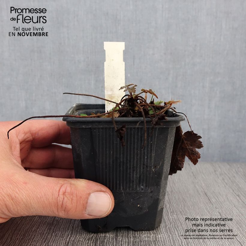 Esimerkki syksyllä toimitetusta Haltiankukka - Heucherella Silver Streak 8/9 cm taimiruukku-taimesta