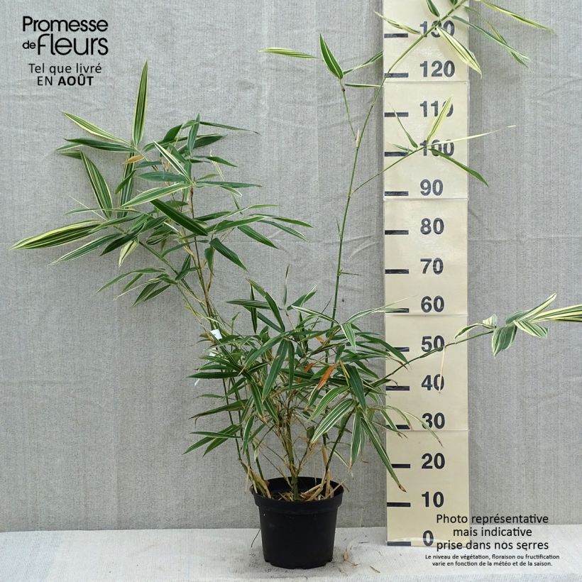 Esimerkki kesällä toimitetusta Hibanobambusa tranquillans Shiroshima Pot de 4L/5L-taimesta
