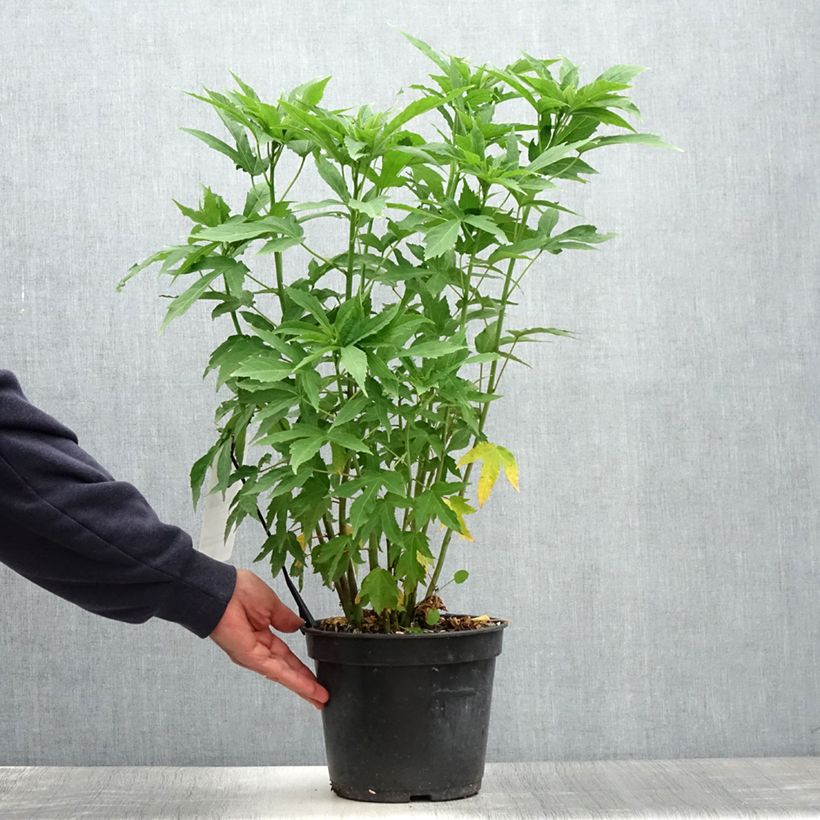 Esimerkki kesällä toimitetusta Jättihibiskus Fujin Pot de 4L/5L-taimesta