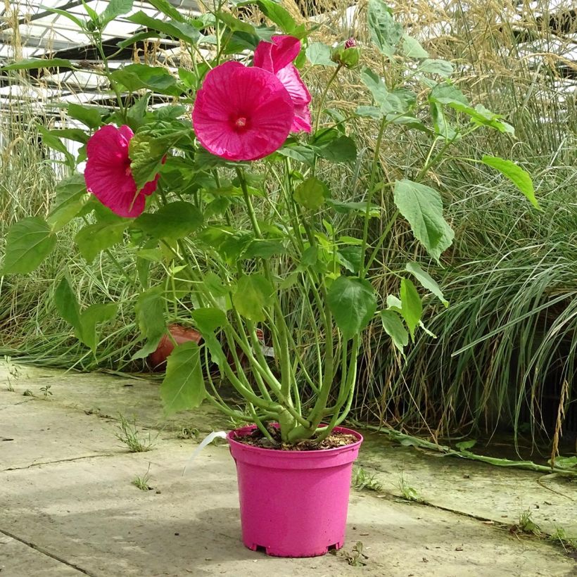 Jättihibiskus Rose (Kasvutapa)