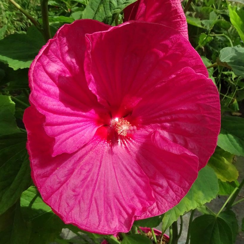 Jättihibiskus Rose (Kukinta)