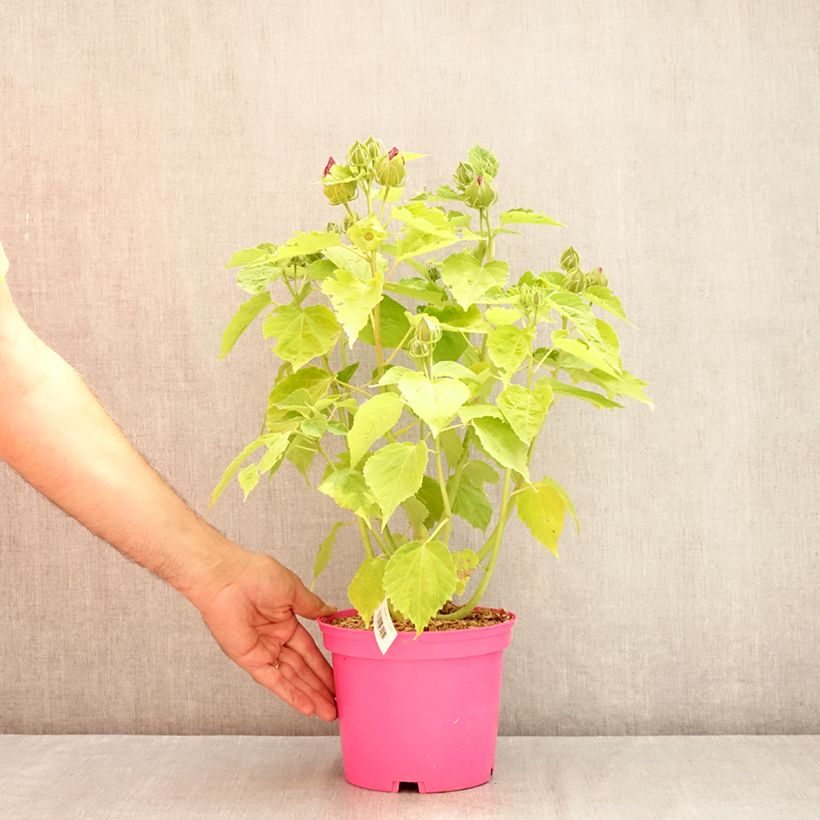 Esimerkki kesällä toimitetusta Jättihibiskus Rose Pot de 2L/3L-taimesta