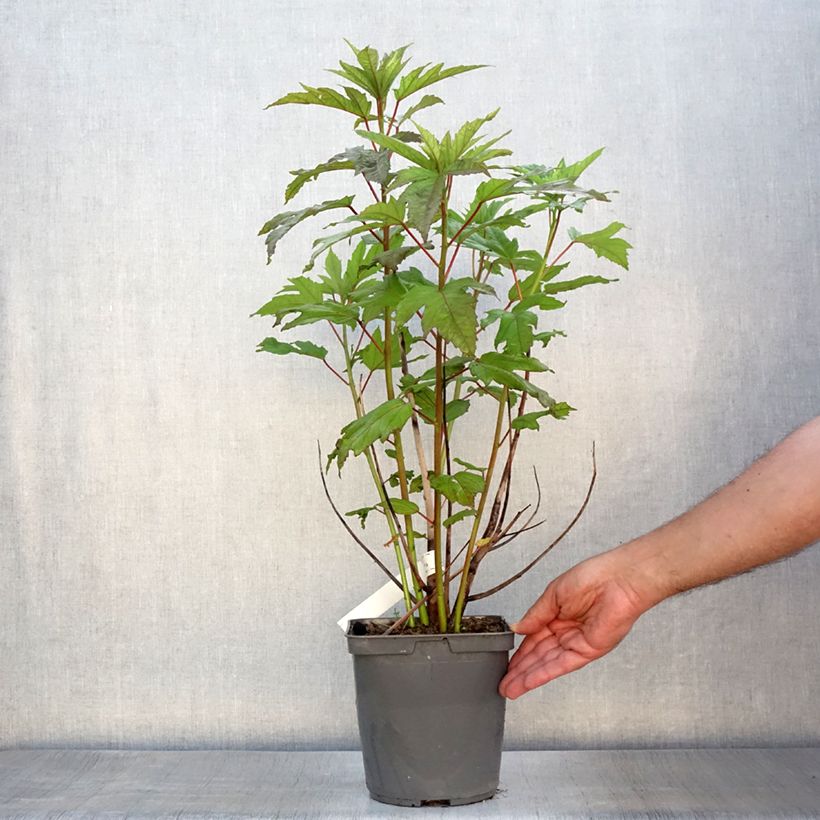 Esimerkki kesällä toimitetusta Jättihibiskus Summerific Berry Awesome Pot de 3L/4L-taimesta