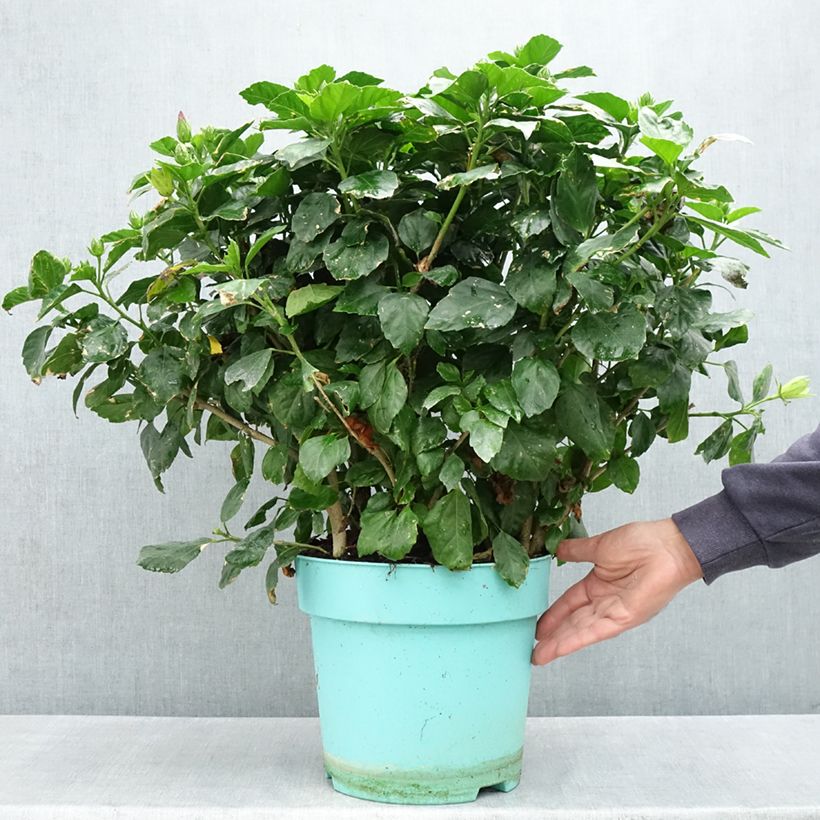 Esimerkki keväällä toimitetusta Kiinanruusu - Hibiscus rosa-sinensis 7,5 litran / 10 litran ruukku-taimesta