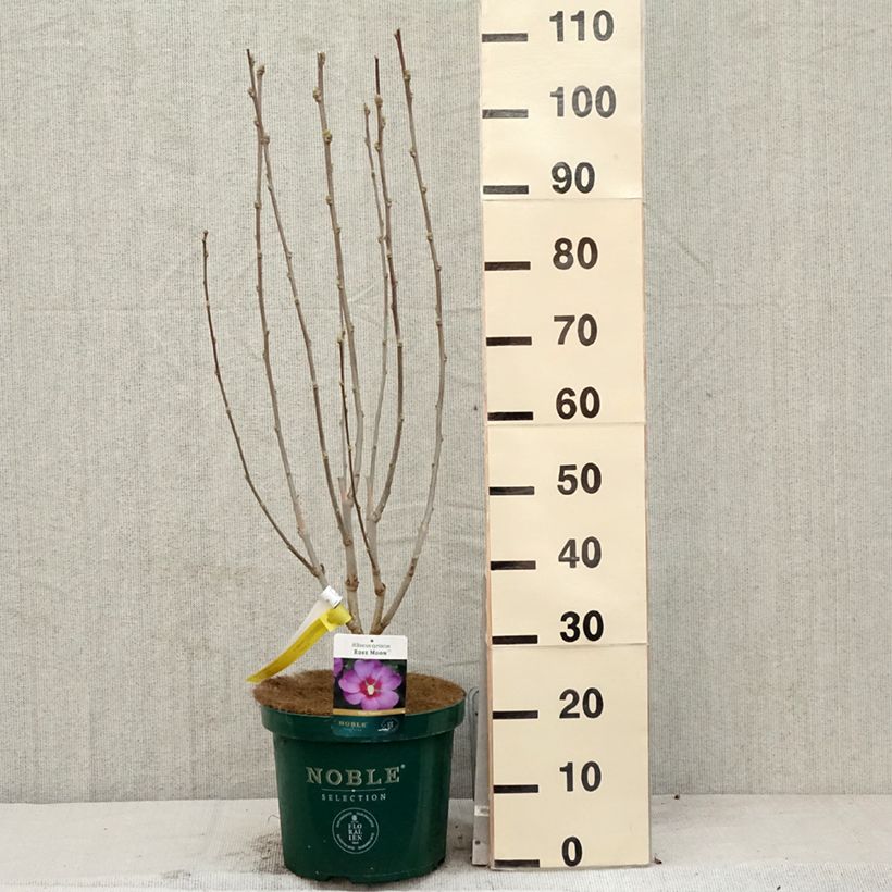 Esimerkki keväällä toimitetusta Hibiskus Rose Moon Pot de 7,5L/10L-taimesta