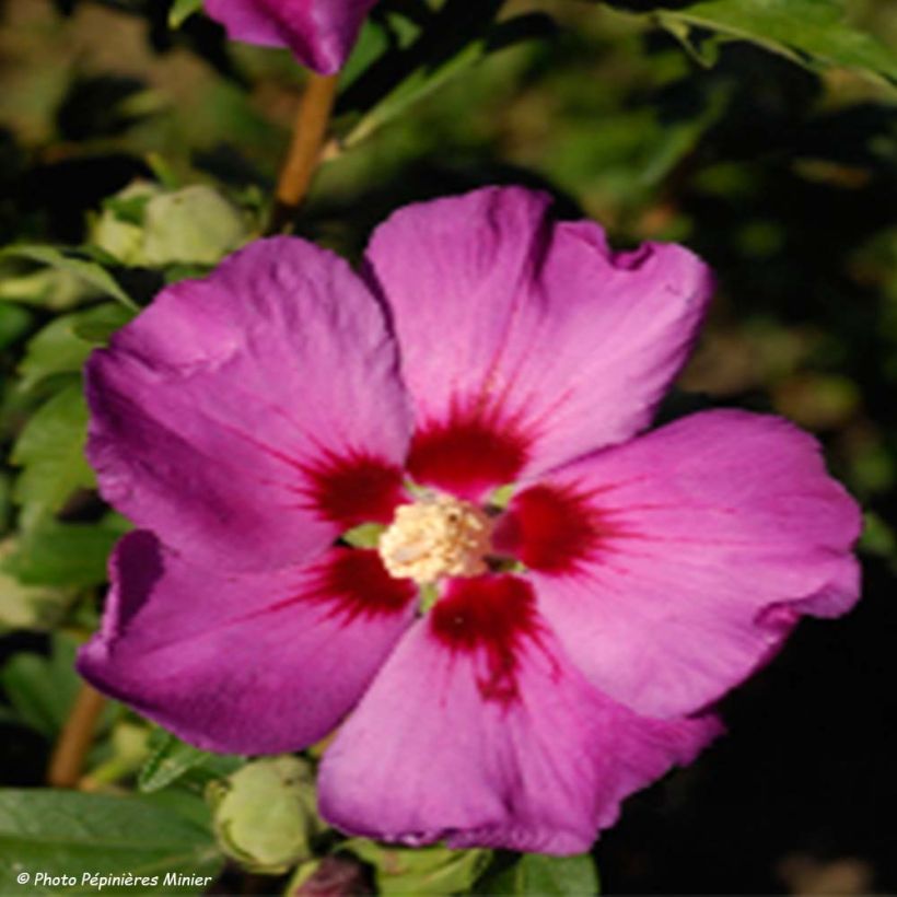 Syyrianhiiskus Russian Violet (Kukinta)