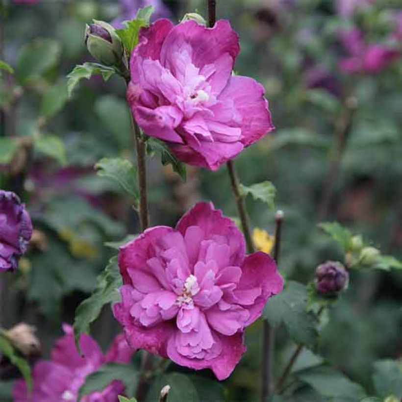 Syyrianhiiskus Purple Ruffles (Kukinta)