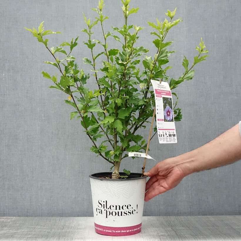 Esimerkki kesällä toimitetusta Syyrianhiiskus B'twist Lavender 4 litran/5 litran ruukku-taimesta