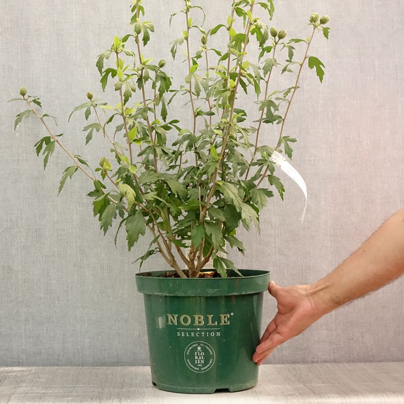 Esimerkki kesällä toimitetusta Syyrianhiiskus Blue Chiffon Pot de 6L/7L-taimesta