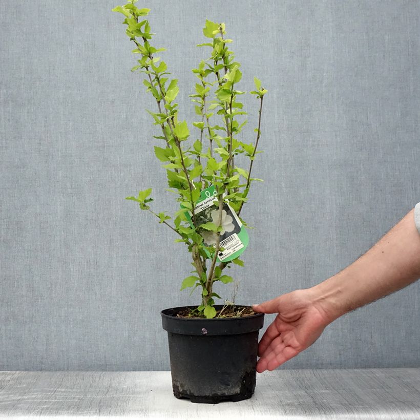 Esimerkki kesällä toimitetusta Syyrianhiiskus Diana Ruukku 3L / 4L-taimesta