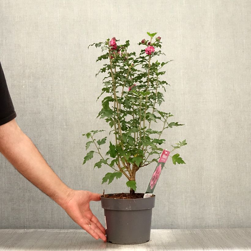 Esimerkki kesällä toimitetusta Syyrianhiiskus Duc de Brabant Pot de 3L/4L-taimesta