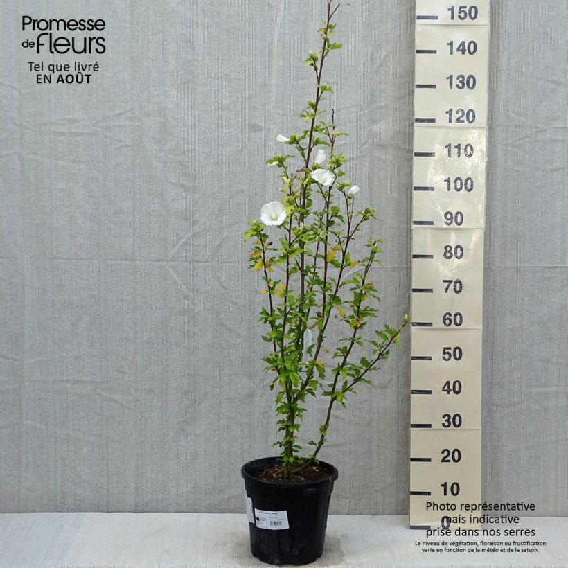 Esimerkki kesällä toimitetusta Syyrianhiiskus Eléonore Pot de 7,5L/10L-taimesta